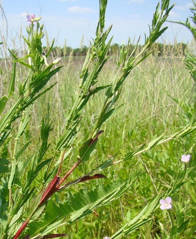 Изображение особи Epilobium tetragonum.