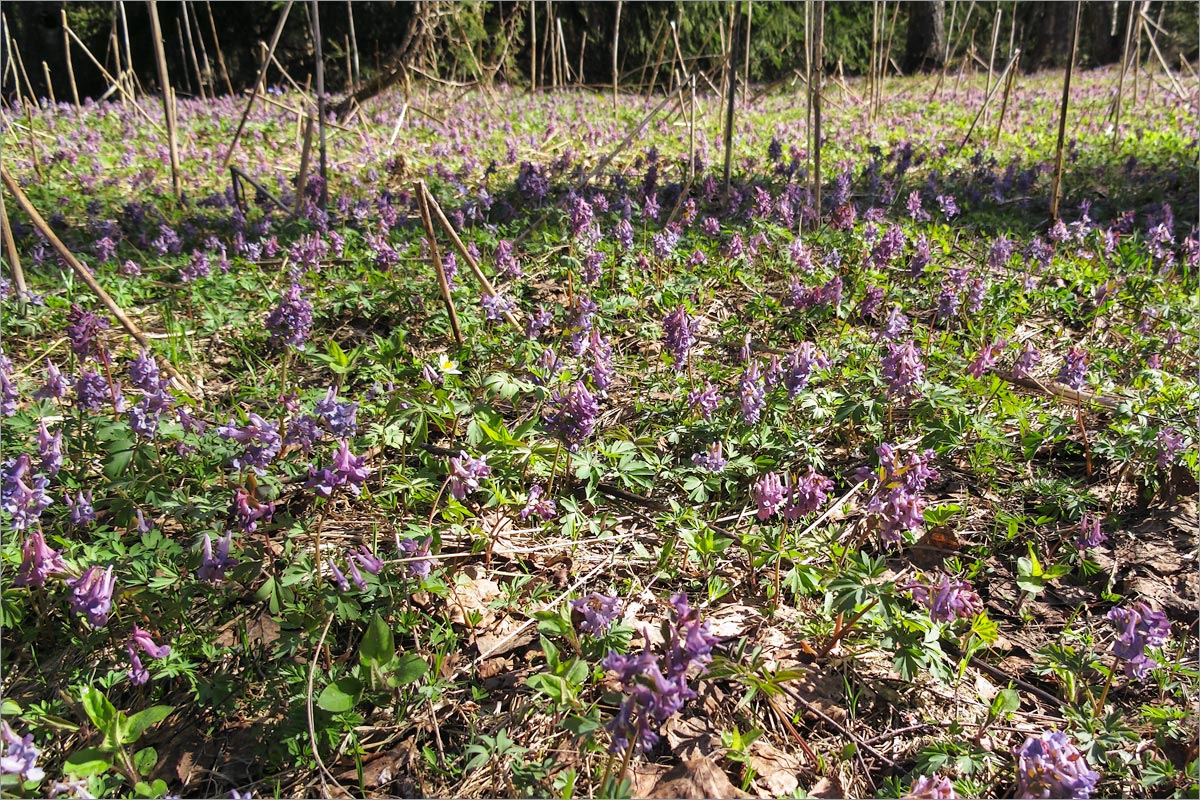 Image of Corydalis solida specimen.