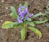 Matthiola incana