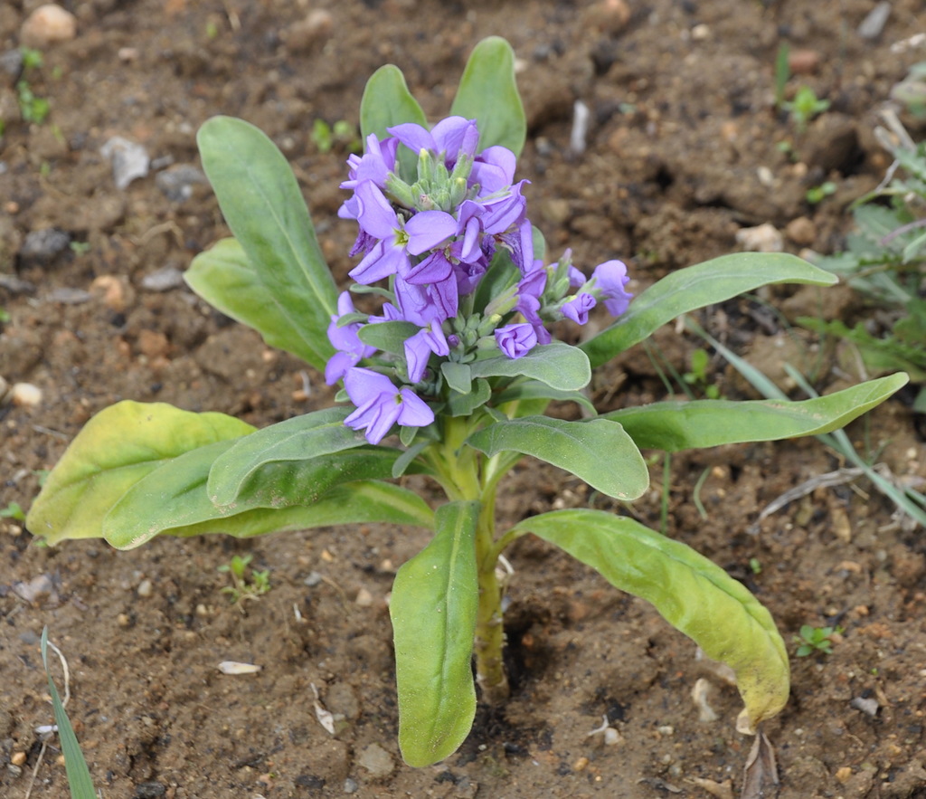 Изображение особи Matthiola incana.