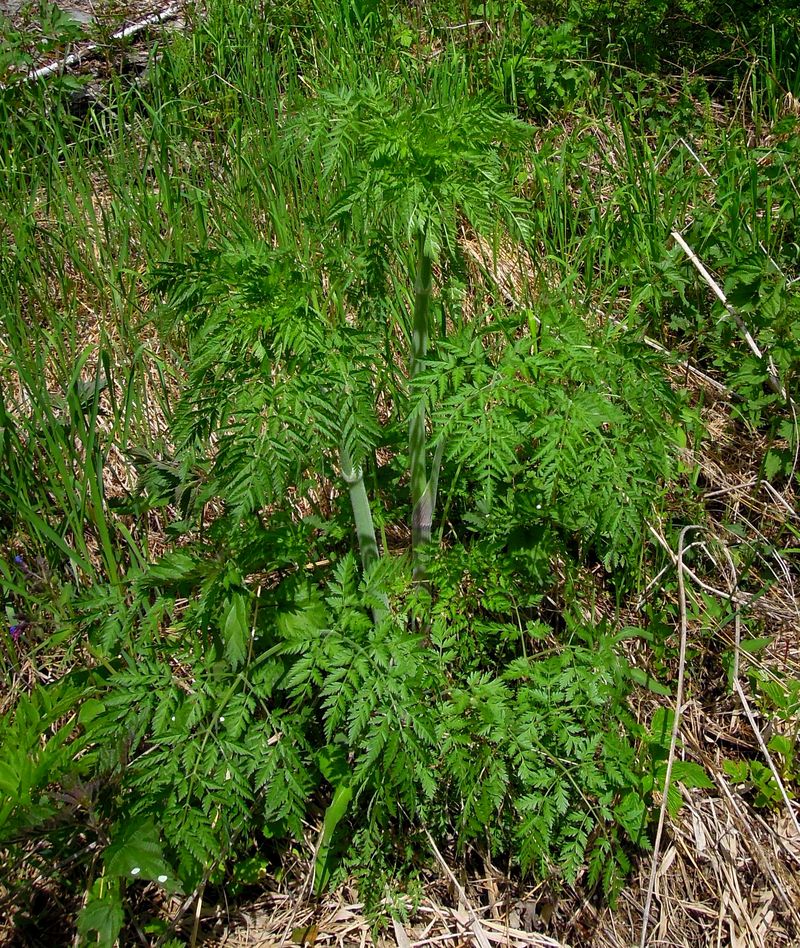 Image of Anthriscus sylvestris specimen.