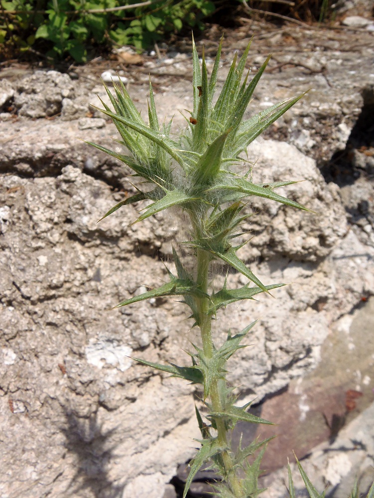 Изображение особи Carthamus lanatus.