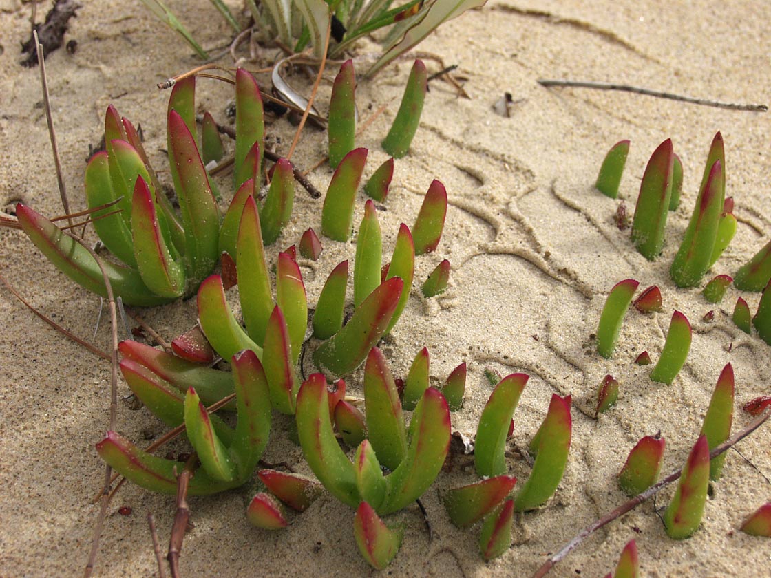 Изображение особи Carpobrotus rossii.