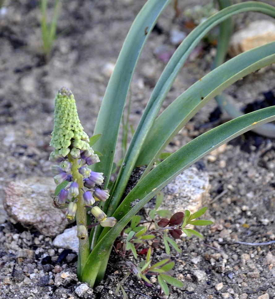 Изображение особи Leopoldia comosa.