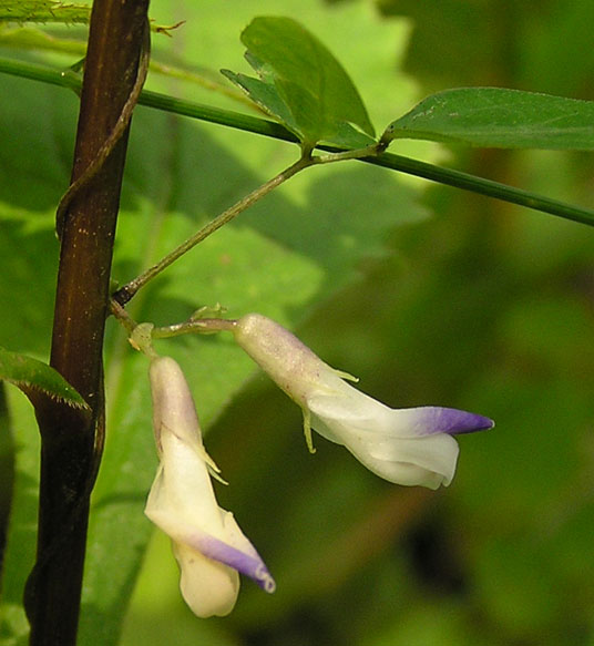 Изображение особи Amphicarpaea japonica.