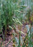 Bromus wolgensis