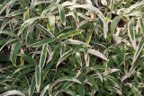 Arundinaria disticha