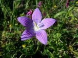 genus Campanula