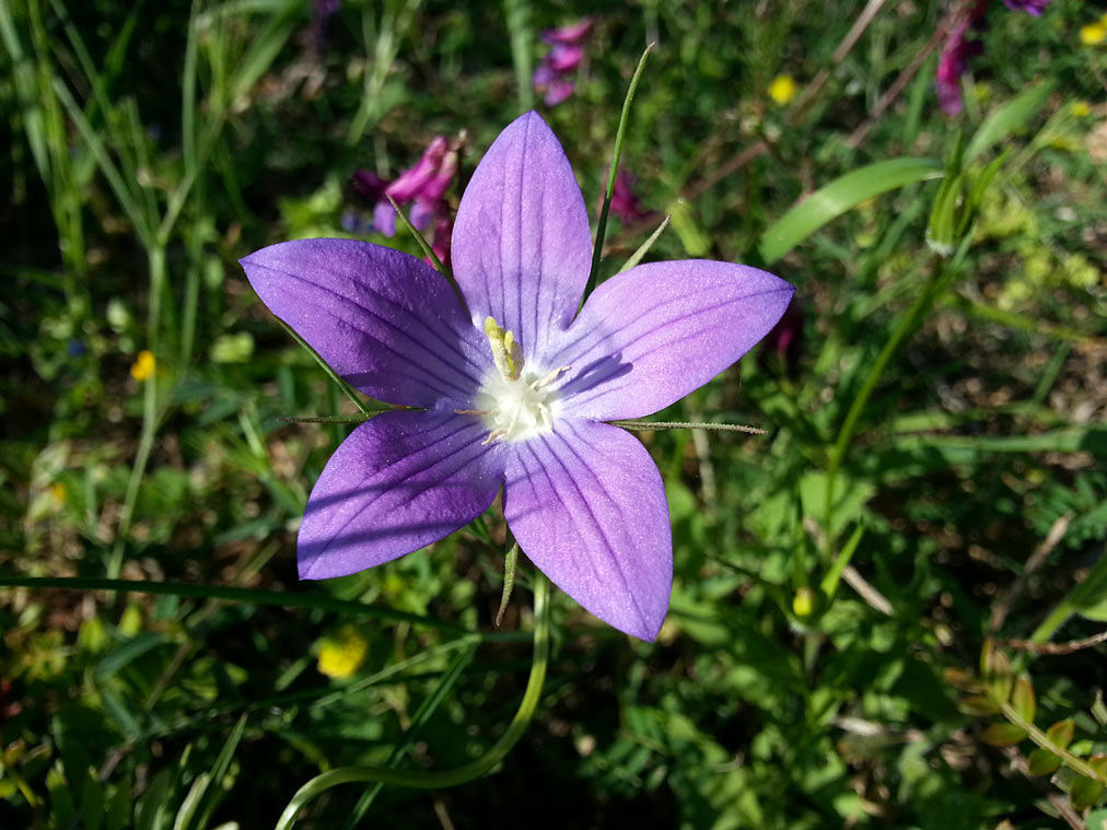 Изображение особи род Campanula.