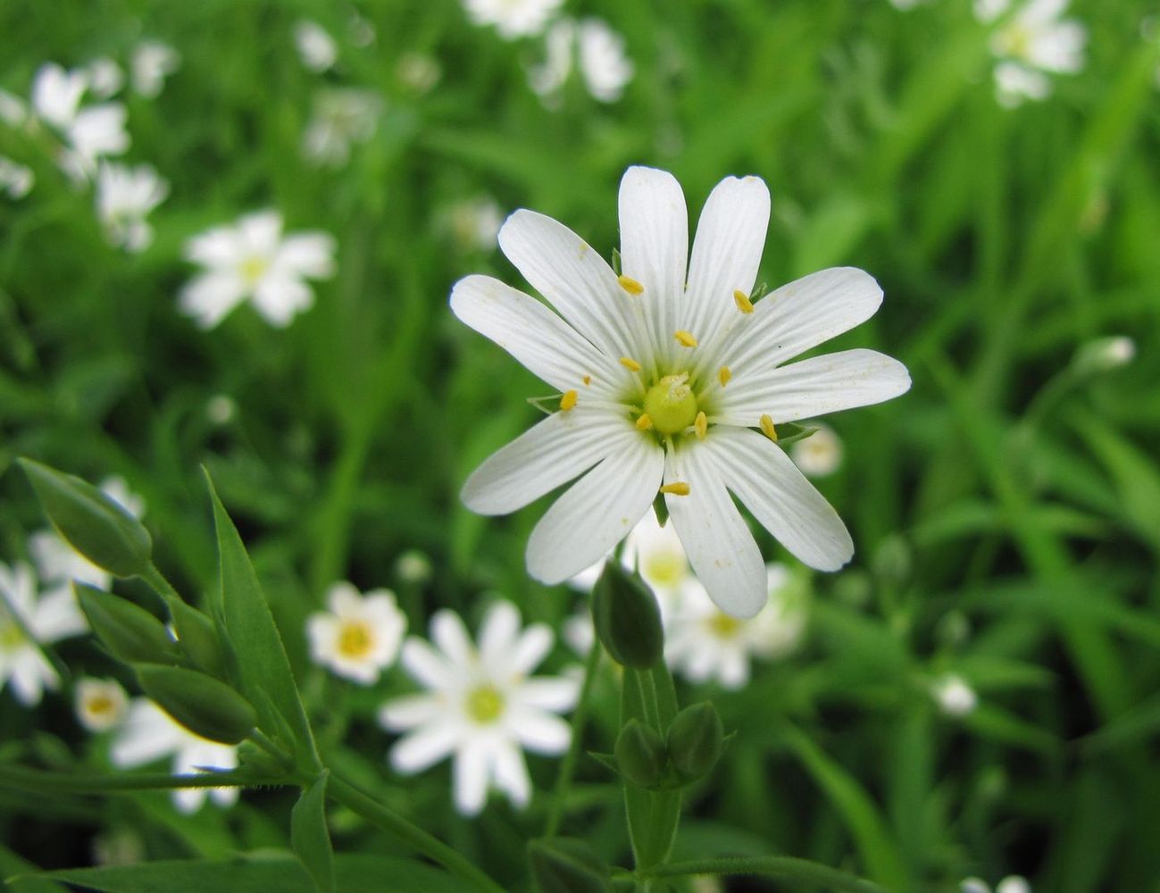 Image of Stellaria holostea specimen.