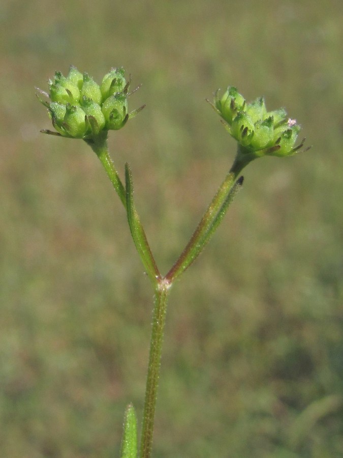 Image of Valerianella rimosa specimen.