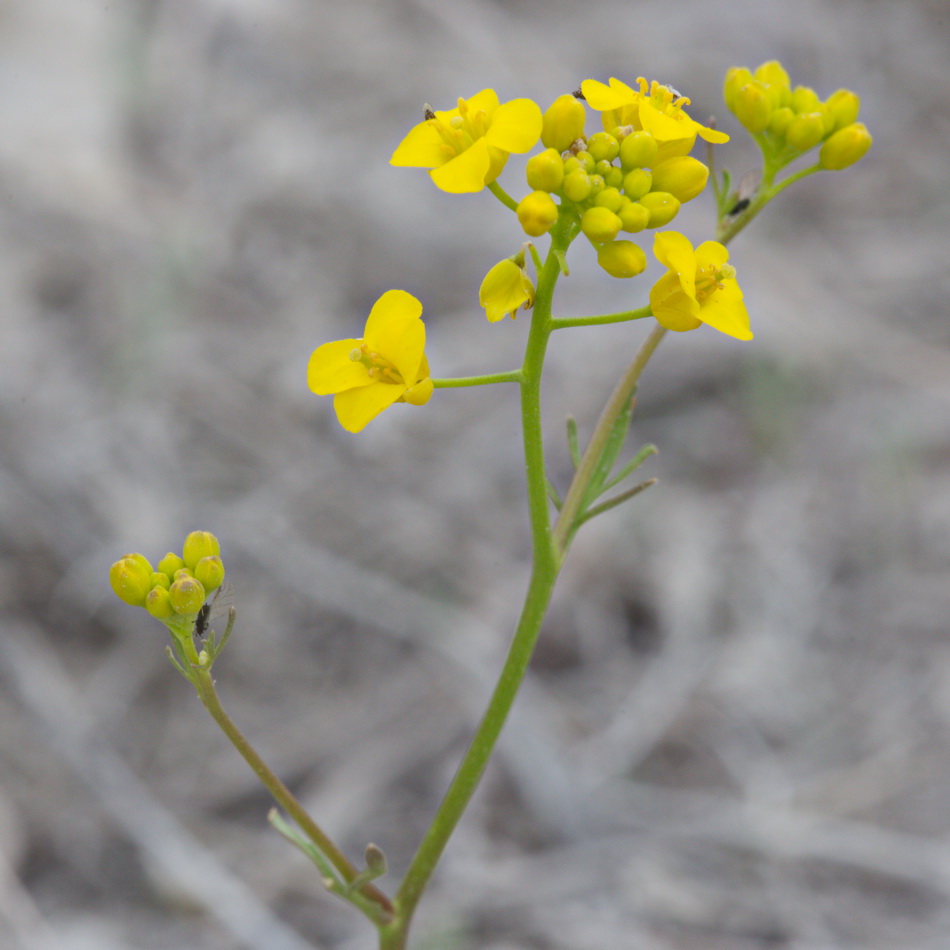 Image of Rorippa brachycarpa specimen.