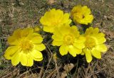 Adonis vernalis