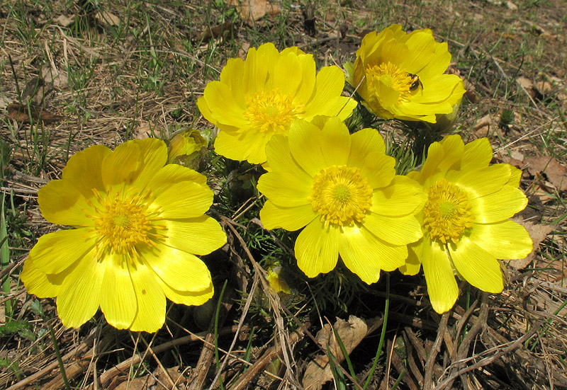 Изображение особи Adonis vernalis.