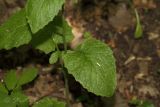Lapsana communis