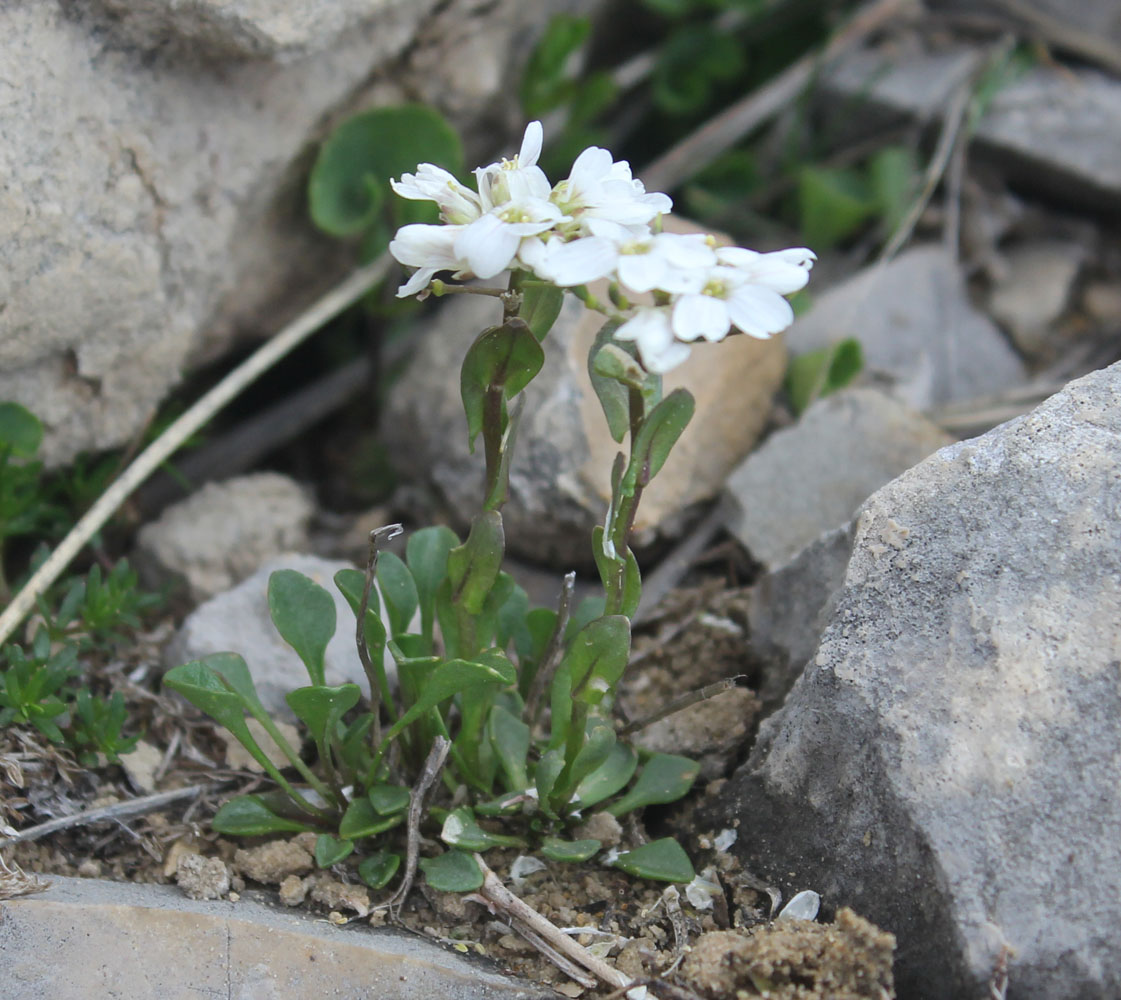 Image of Noccaea pumila specimen.