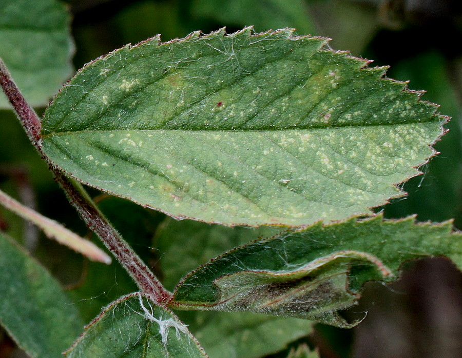 Image of Rosa villosa specimen.