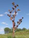 Juncus articulatus. Соплодие. Краснодарский край, окр. г. Крымск, берег р. Адагум. 27.06.2014.