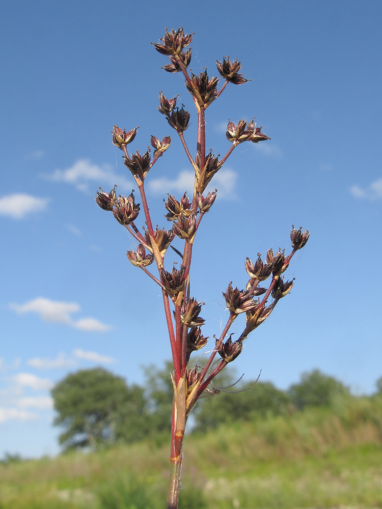 Изображение особи Juncus articulatus.