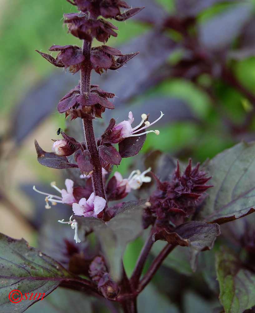 Изображение особи Ocimum basilicum.