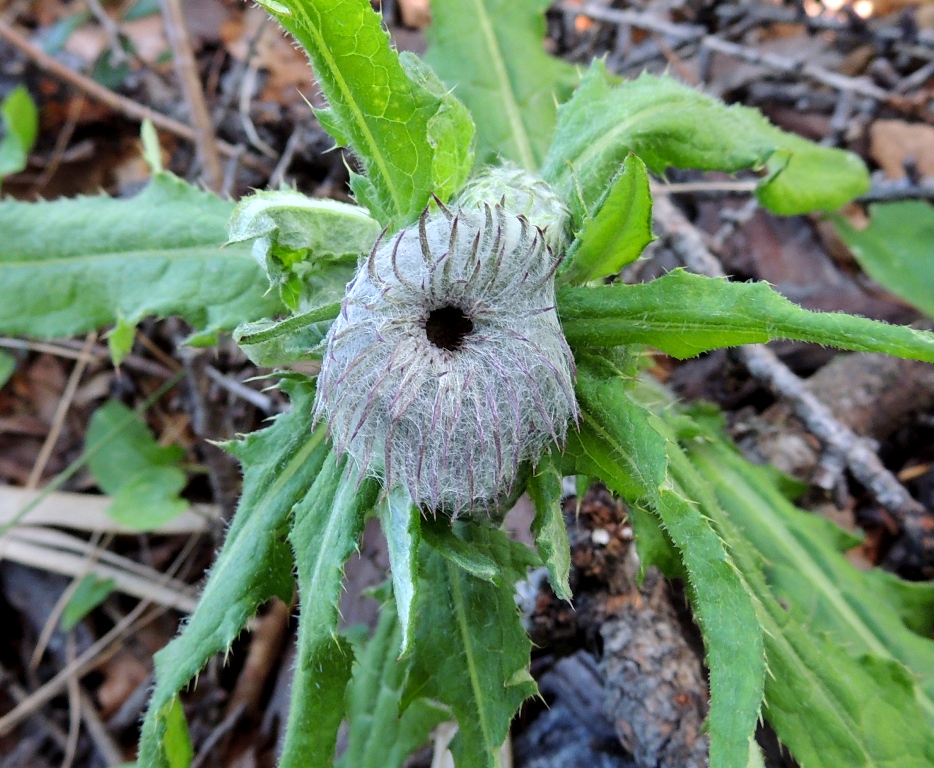 Image of Cirsium kamtschaticum specimen.