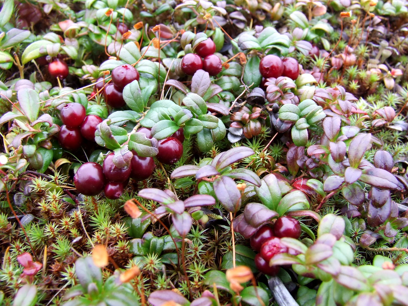 Image of Vaccinium vitis-idaea var. minus specimen.