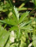 Potentilla erecta. Листья. Украина, Львовская обл., Дрогобычский р-н, г. Трускавец, Помярки, обочина грунтовой дороги. 09.06.2014.