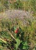 Limonium coriarium