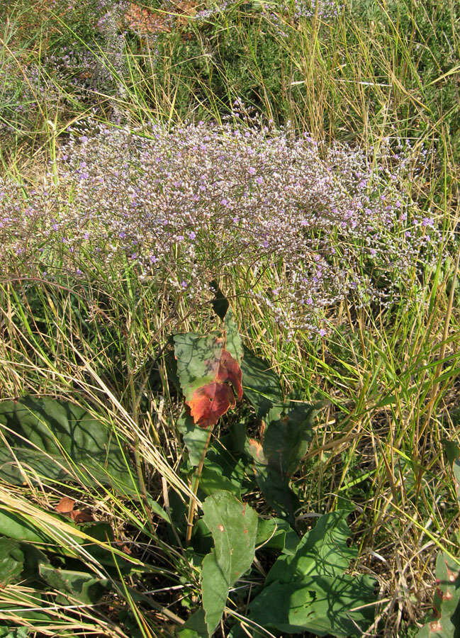 Изображение особи Limonium coriarium.