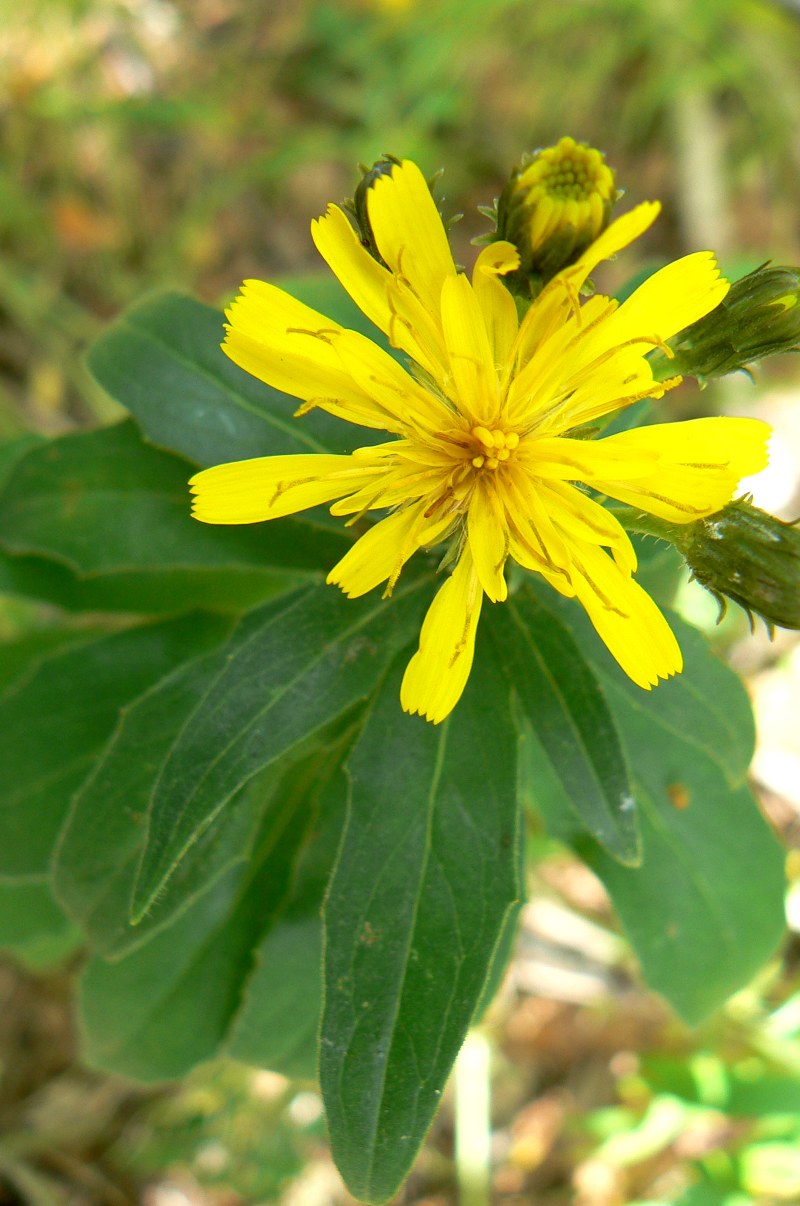 Image of Hieracium umbellatum specimen.