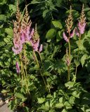 Astilbe разновидность davidii