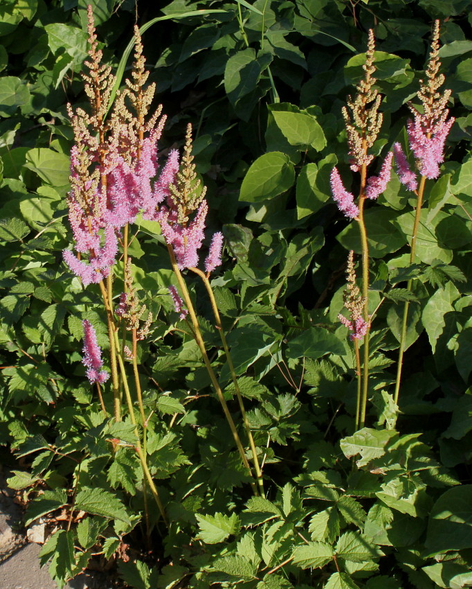 Изображение особи Astilbe chinensis var. davidii.