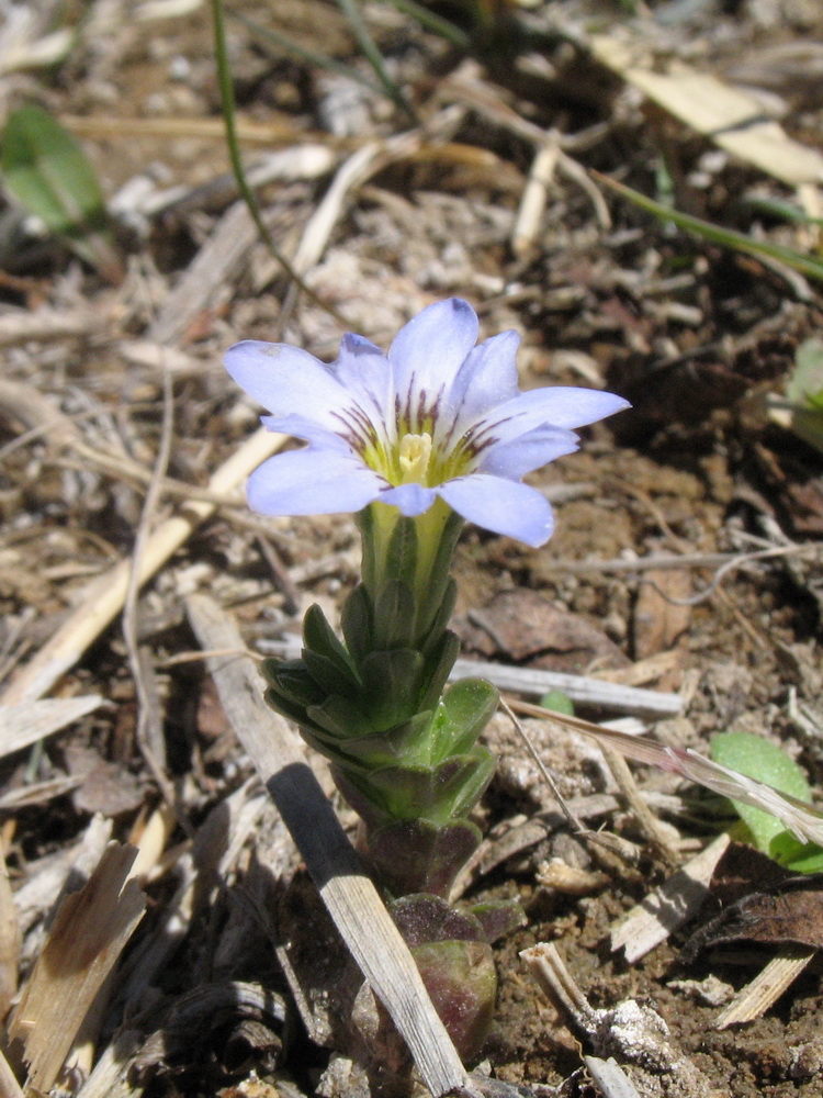 Изображение особи Gentiana leucomelaena.