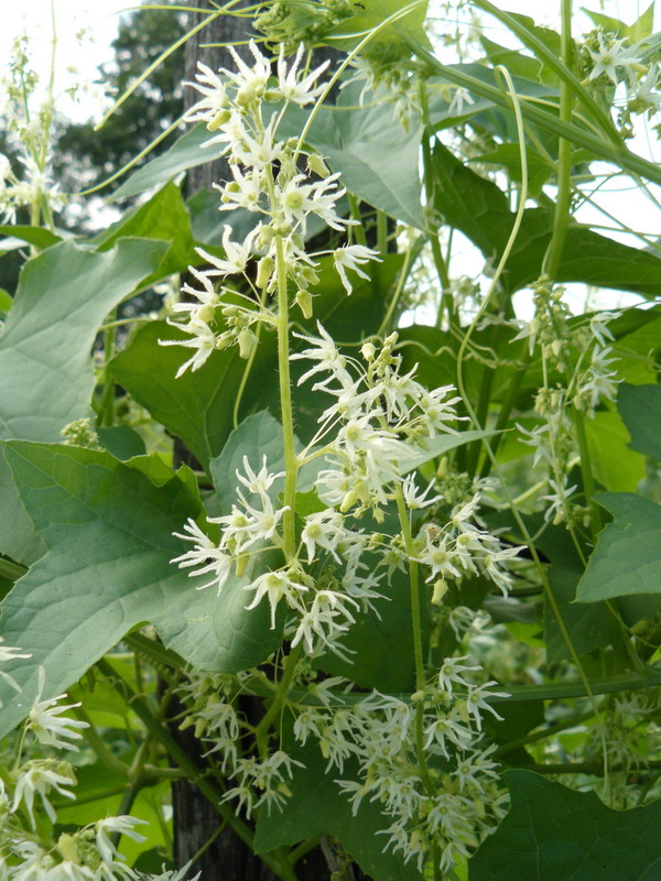 Image of Echinocystis lobata specimen.