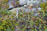 Cotoneaster cinnabarinus. Стелющееся плодоносящее растение среди каменистой воронично-лишайниковой тундры. Кольский п-ов, Терский берег Белого моря. 01.08.2014.