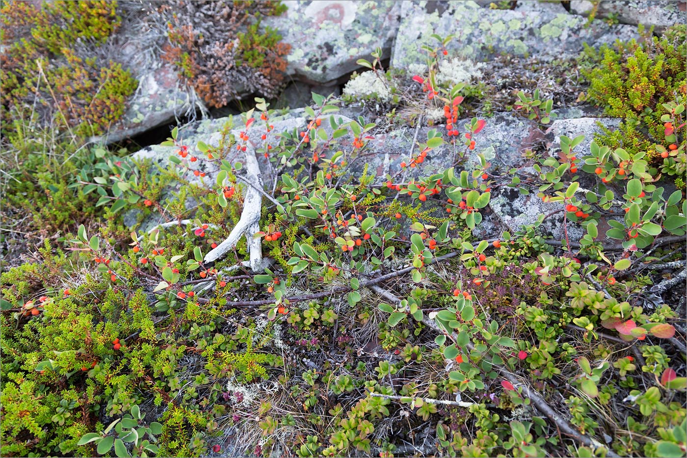 Image of Cotoneaster cinnabarinus specimen.