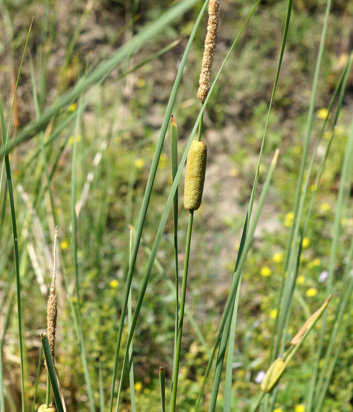 Изображение особи Typha laxmannii.