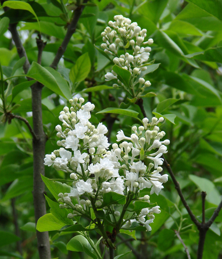Image of Syringa vulgaris specimen.