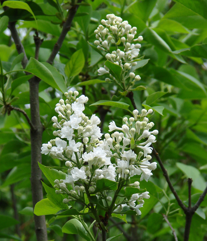 Изображение особи Syringa vulgaris.