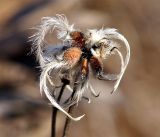 Clematis hexapetala. Плод с созревшими семенами. Амурская обл., в ~ 30 км севернее Благовещенска, обочина грунтовой дороги между полем и понижением. 09.10.2014.