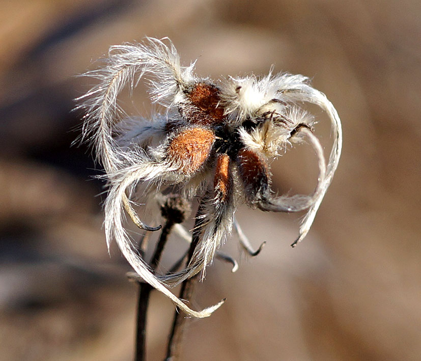 Image of Clematis hexapetala specimen.