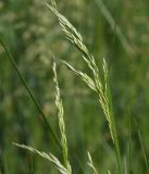 Festuca arundinacea. Верхушка расцветающего растения. Московская обл., Раменский р-н, окр. ж.-д. платформы Хрипань, залежь. 02.06.2014.