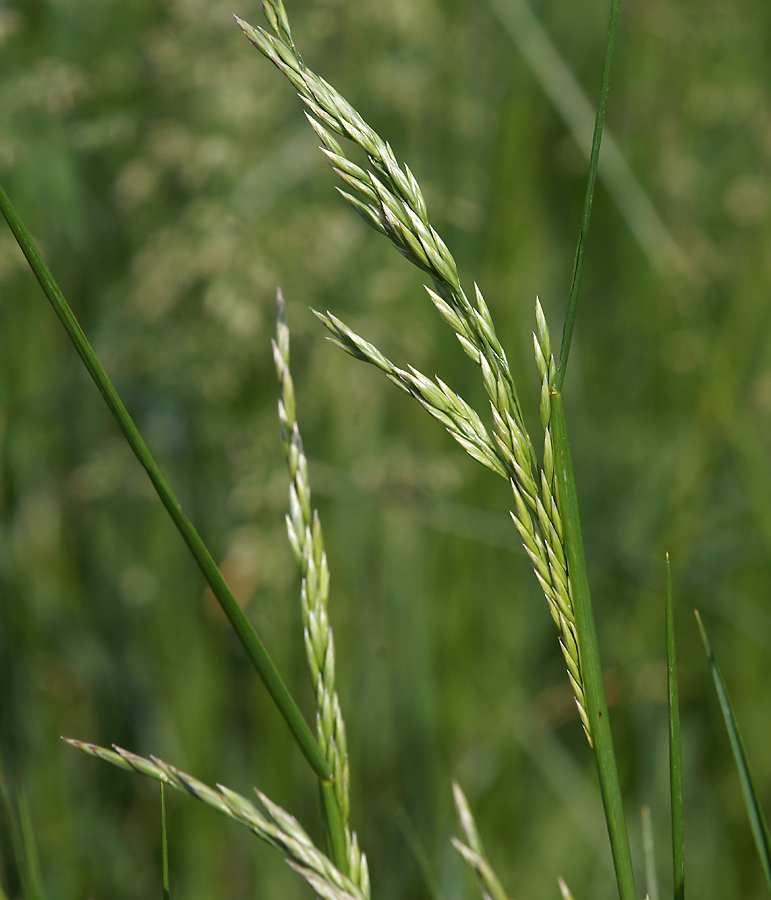 Image of Festuca arundinacea specimen.