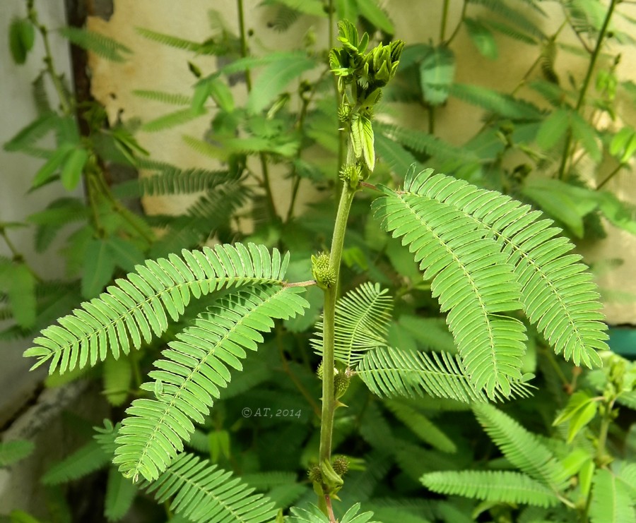 Image of Mimosa polycarpa var. spegazzinii specimen.