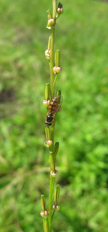 Image of Triglochin palustris specimen.