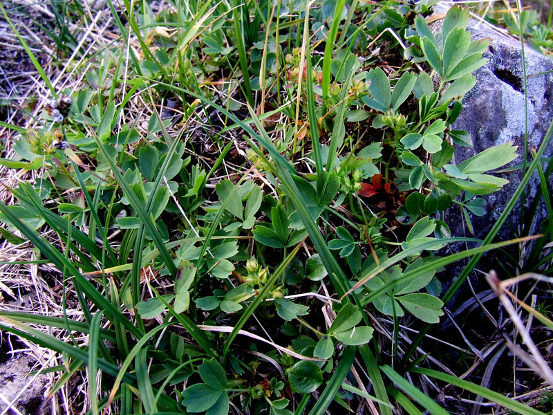 Изображение особи Sibbaldia procumbens.