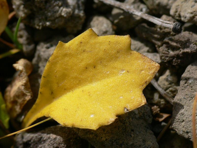 Изображение особи Primula cuneifolia.