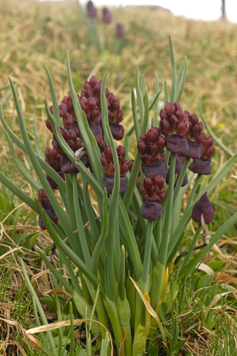 Изображение особи Allium atrosanguineum.
