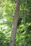 Tilia amurensis