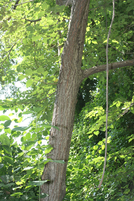 Image of Tilia amurensis specimen.